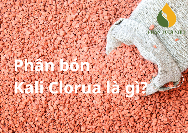 Phân bón kali clorua