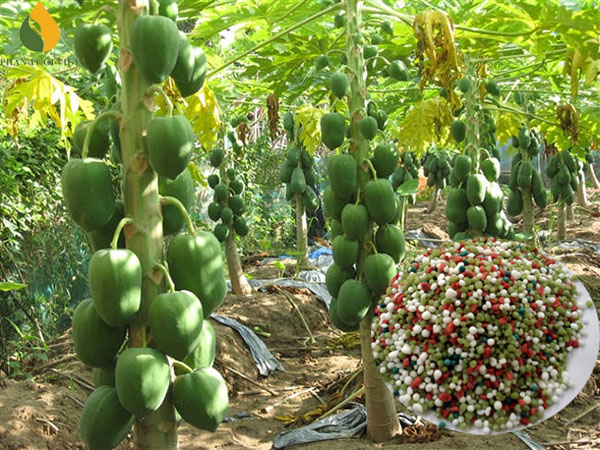 phân bón cho cây đu đủ